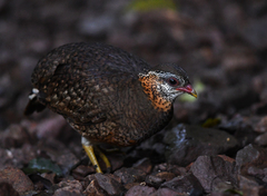 Tropicoperdix chloropus