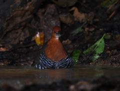 Rallina eurizonoides