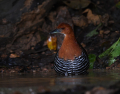 Rallina eurizonoides