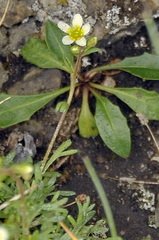 Saxifraga pentadactylis