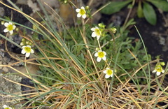 Saxifraga pentadactylis
