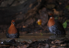 Rallina eurizonoides