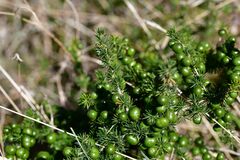 Asparagus acutifolius