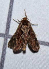 Korscheltellus gracilis