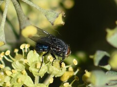 Calliphora vicina