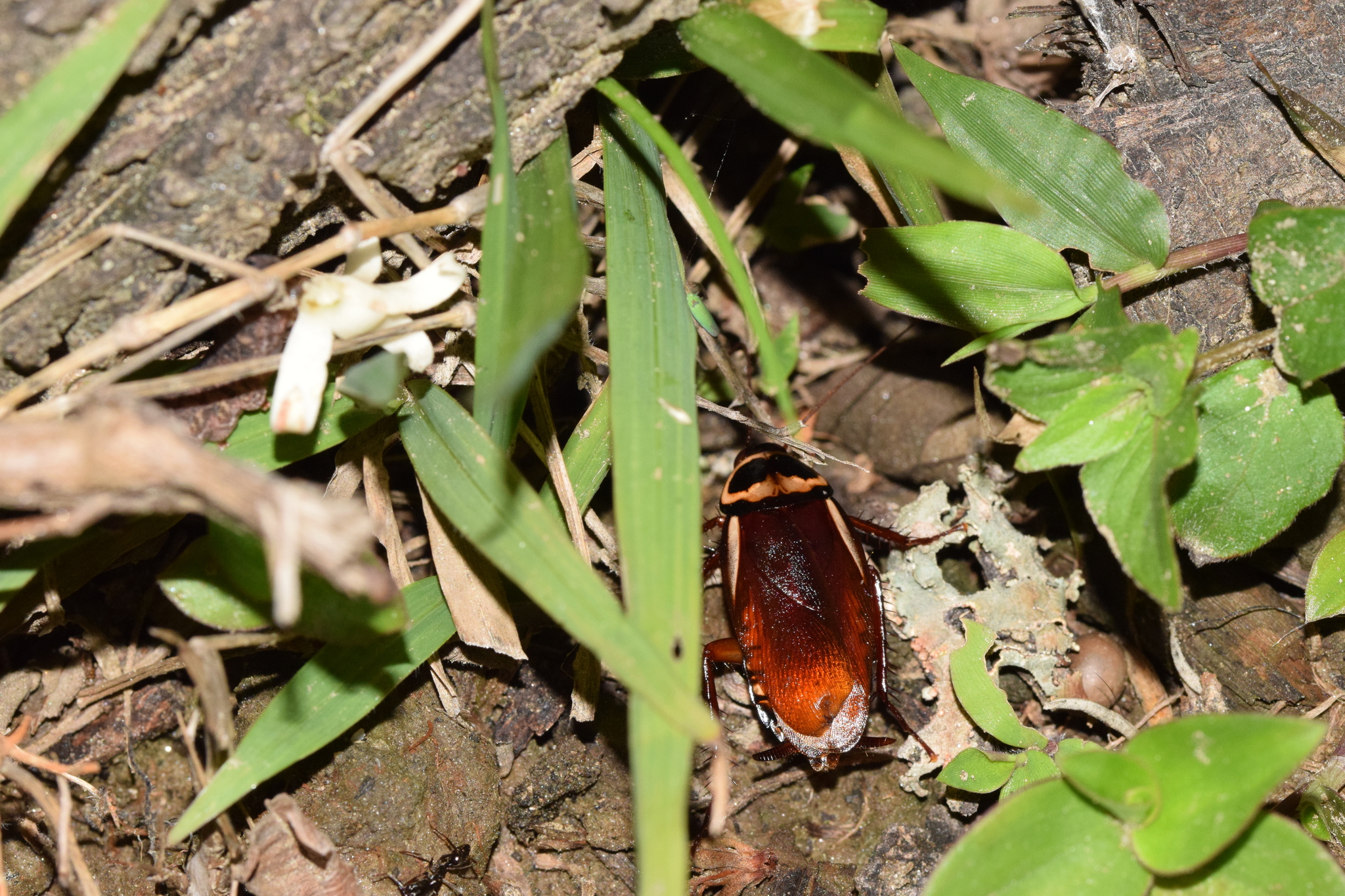 Periplaneta australasiae image