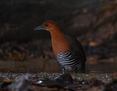 Rallina eurizonoides