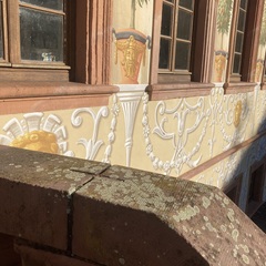 Protoparmeliopsis muralis