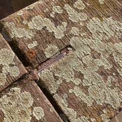 Protoparmeliopsis muralis