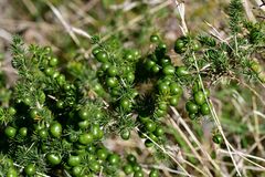 Asparagus acutifolius