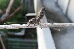 Ululodes cajennensis