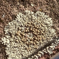 Protoparmeliopsis muralis