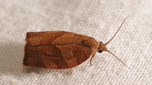Dark Fruit-tree Tortrix