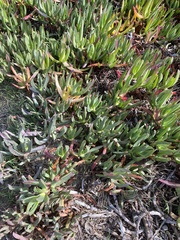 Carpobrotus chilensis