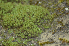 Tortella
