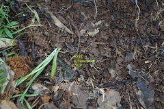 Scolopendra viridis maya