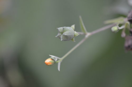 Anglestem Indian mallow (Abutilon trisulcatum)