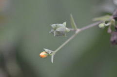 Abutilon trisulcatum