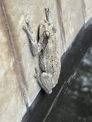 Chiromantis xerampelina