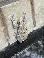 Chiromantis xerampelina