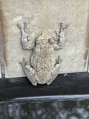 Chiromantis xerampelina