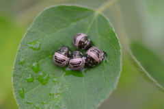 Orsilochides stictica