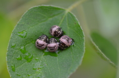 Orsilochides stictica