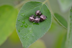 Orsilochides stictica