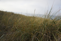 Ammophila arenaria