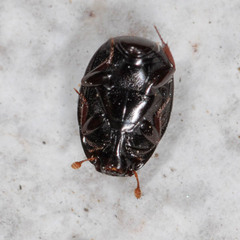 Epierus comptus
