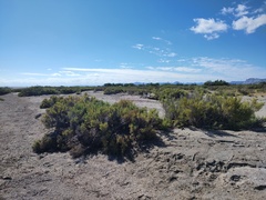 Arthroceras subterminale