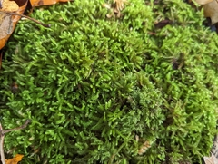 Eurhynchium striatum