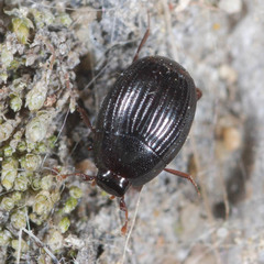 Epierus comptus
