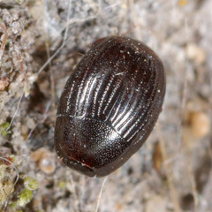 Epierus comptus