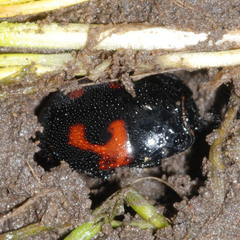 Hister quadrimaculatus