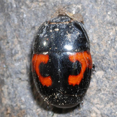 Hister quadrimaculatus