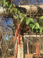 Bignonia capreolata