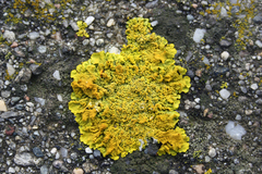 Xanthoria calcicola