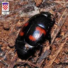 Hister quadrimaculatus