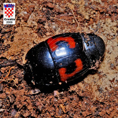 Hister quadrimaculatus