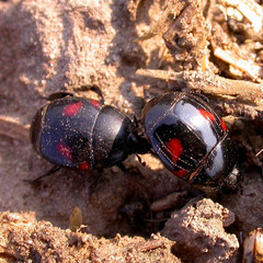 Hister quadrinotatus