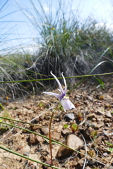 Nemesia cheiranthus