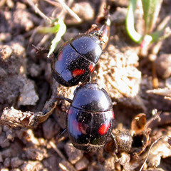 Hister quadrinotatus