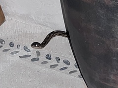 Trimorphodon biscutatus