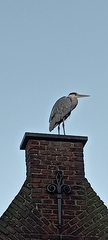 Ardea cinerea