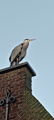 Ardea cinerea