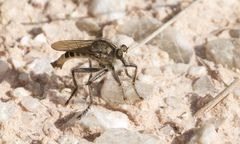 Triorla interrupta