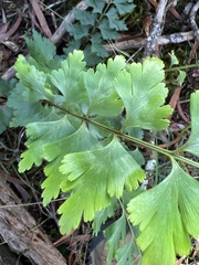 Asplenium aethiopicum