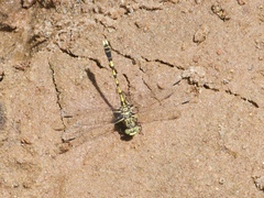 Progomphus obscurus