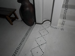 Trimorphodon biscutatus